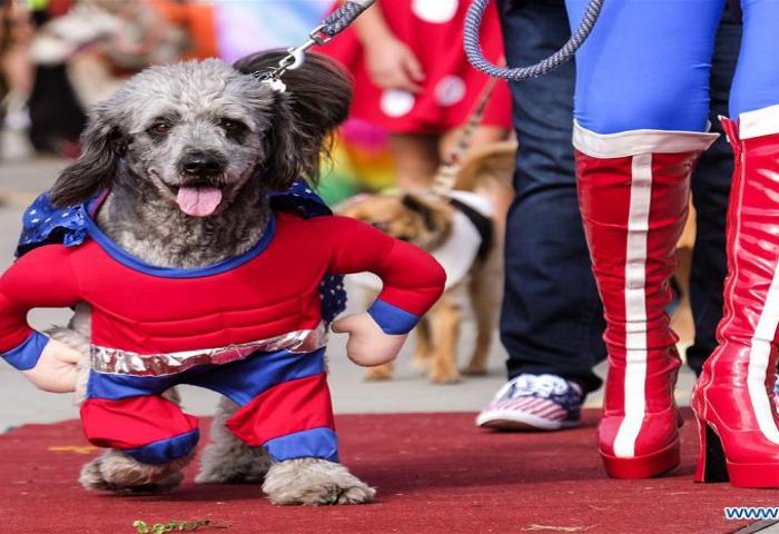 Parade Anjing Lucu Haute Dog Halloween